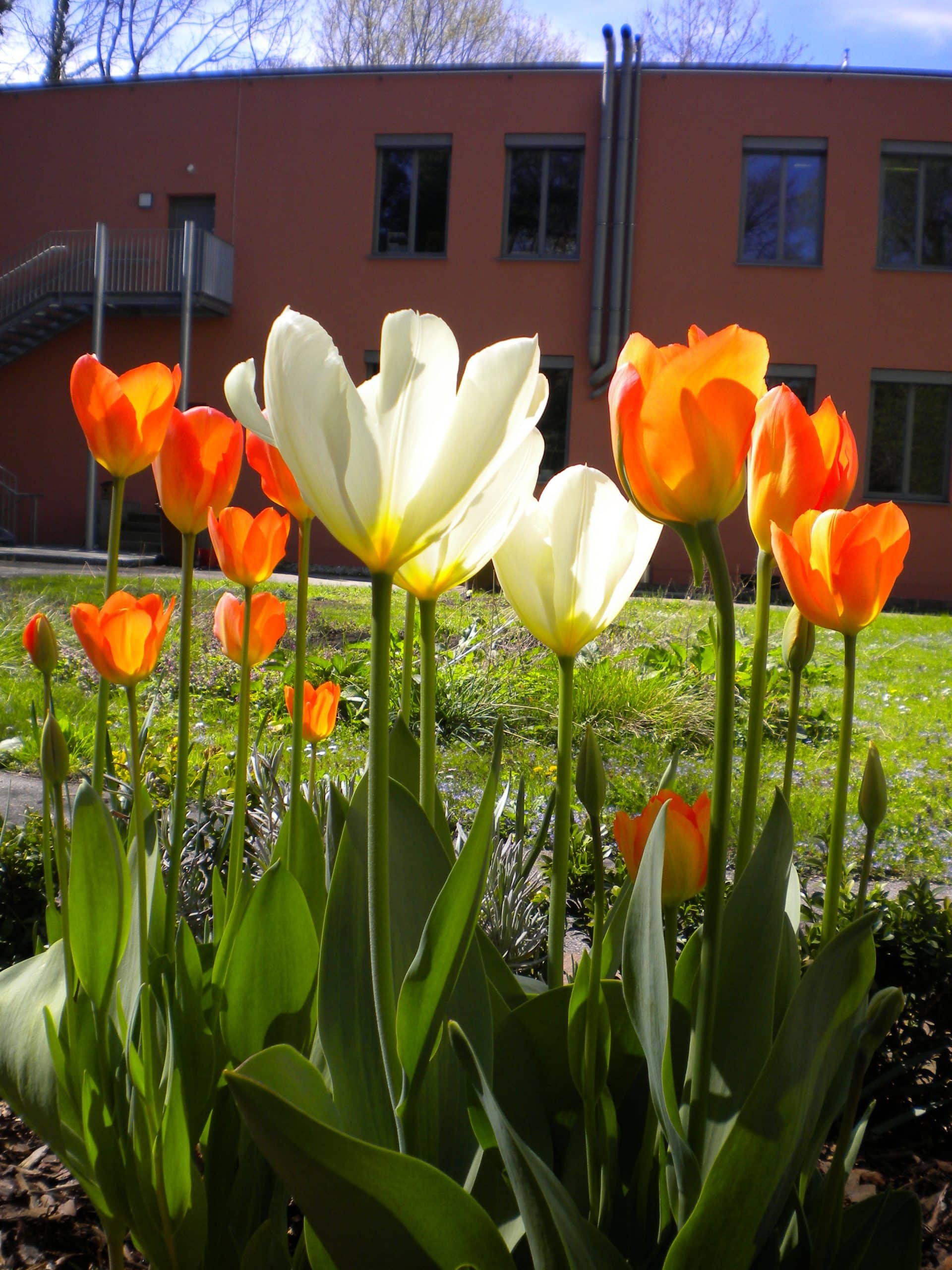 Schulgarten im Frühling IV